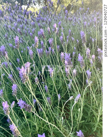 Fragrant lavender field in Crete on a sunny day 129040727