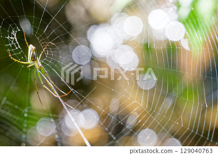 一隻大白蜘蛛在織網 129040763