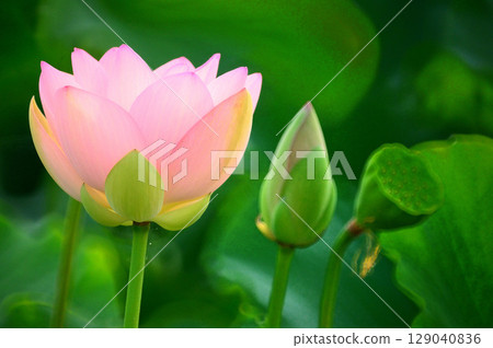 綠葉中的蓮花 129040836