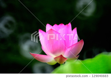 風景與蓮花 風景與蓮花 129040883