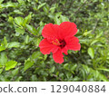Crimson hibiscus blooming in the tropics 129040884