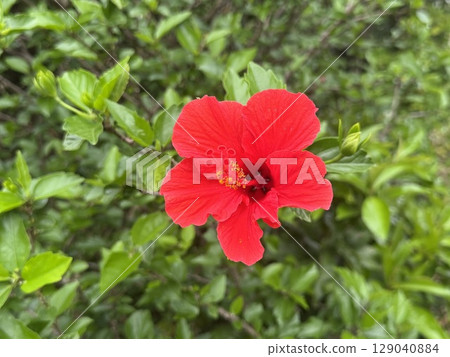 Crimson hibiscus blooming in the tropics 129040884