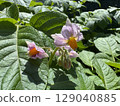 Potato flowers blooming in the field in early summer 129040885