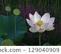 Lotus 129040909