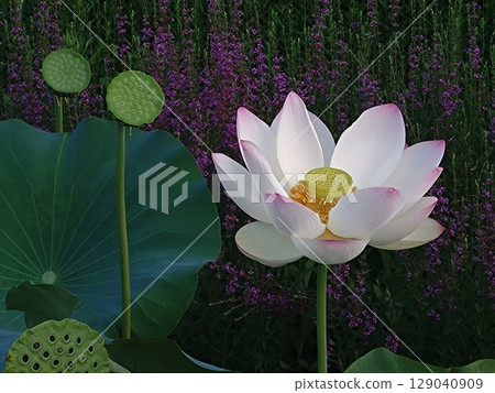 蓮花 蓮花 129040909
