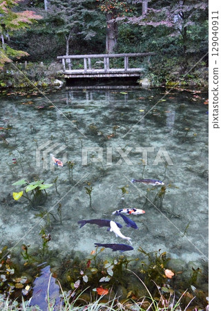 池塘裡遊動的鯉魚(莫內的池塘) 池塘裡遊動的鯉魚(莫內的池塘) 129040911