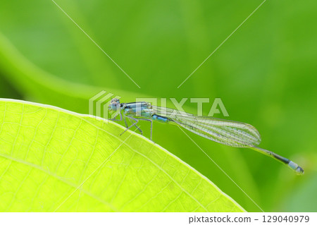 Ao montitonbo（女） 129040979