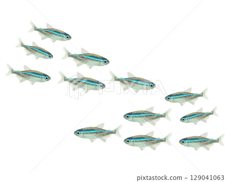 綠霓虹燈魚(10條) 綠霓虹燈魚(10條) 129041063