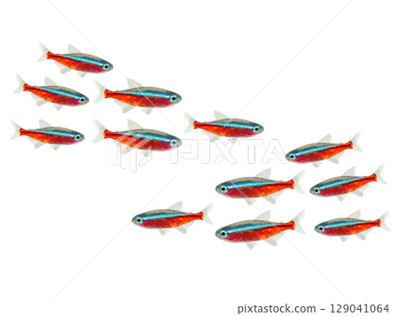 紅衣主教魚（10條） 129041064