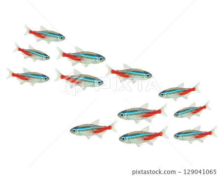 霓虹燈魚（10條） 129041065