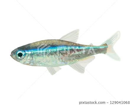 綠霓虹燈魚（1條） 129041068