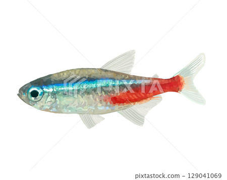 Neon tetra (1 fish) 129041069