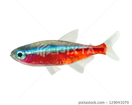紅衣主教魚(1條) 紅衣主教魚(1條) 129041070