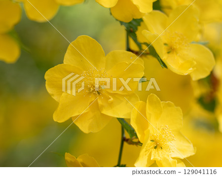 Beautiful golden-colored kerria Beautiful golden-colored kerria 129041116