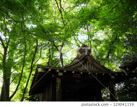綠色環繞的神社 綠色環繞的神社 129041159