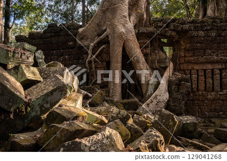 Big roots of spung tree growth in abandoned Ta Prohm temple, one of Angkor's best visited monuments. It is known for the huge trees and massive roots growing out of its walls in Siem Reap, Cambodia. Big roots of spung tree growth in abandoned Ta Prohm temple, one of Angkor's best visited monuments. It is known for the huge trees and massive roots growing out of its walls in Siem Reap, Cambodia. 129041268