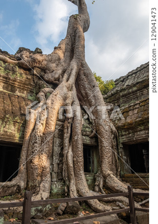 Big roots of spung tree growth in abandoned Ta Prohm temple, one of Angkor's best visited monuments. It is known for the huge trees and massive roots growing out of its walls in Siem Reap, Cambodia. 129041473