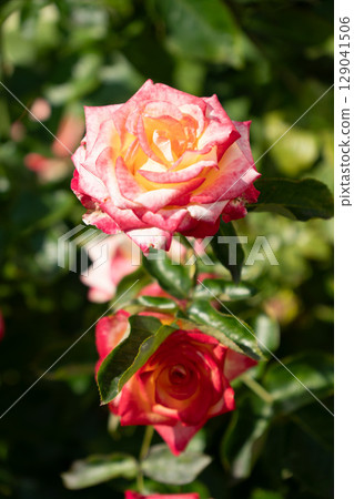 Vibrant two-tone rose with yellow and pink petals blooming in bright sunlight against a blurred background of green foliage 129041506