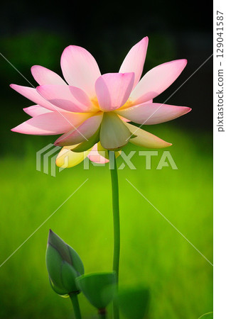 Beautiful pink lotus flower Beautiful pink lotus flower 129041587