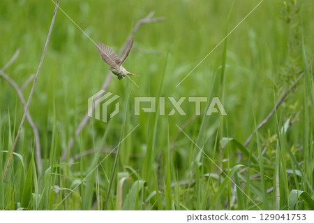 Great Reed Warbler Flight Scene α9Ⅲ Pre-photography Example Great Reed Warbler Flight Scene α9Ⅲ Pre-photography Example 129041753
