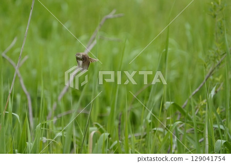 Great Reed Warbler Flight Scene α9Ⅲ Pre-photography Example Great Reed Warbler Flight Scene α9Ⅲ Pre-photography Example 129041754