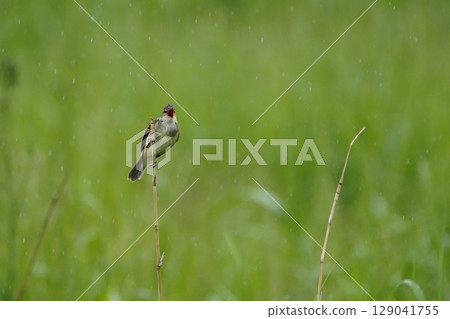 Great Reed Warbler Flight Scene α9Ⅲ Pre-photography Example Great Reed Warbler Flight Scene α9Ⅲ Pre-photography Example 129041755