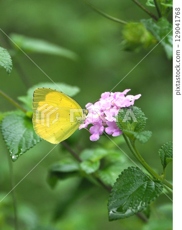 Common Grass Yellow Common Grass Yellow 129041768