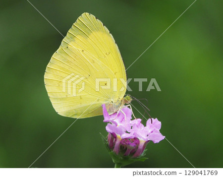 Common Grass Yellow 129041769
