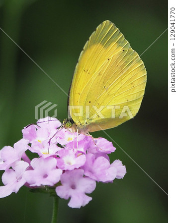 Common Grass Yellow 129041770