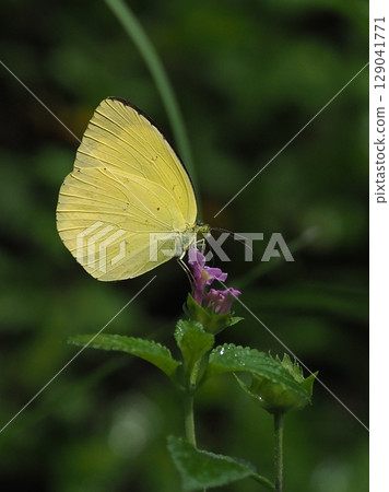 Common Grass Yellow 129041771