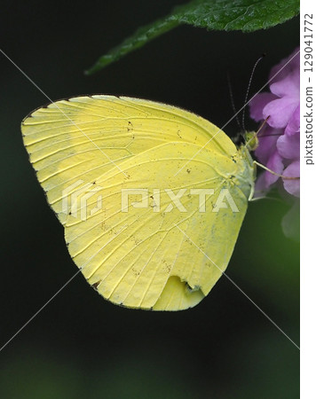 Common Grass Yellow Common Grass Yellow 129041772