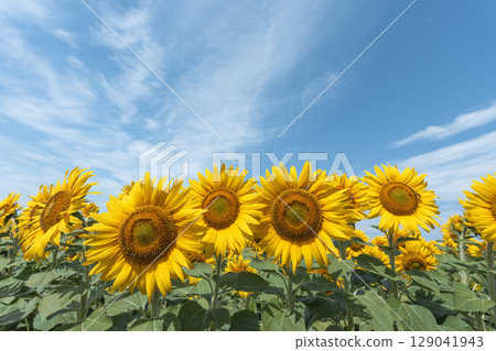 Sunflowers in full bloom. Sunflower fields in Yamamoto Town, Miyagi Prefecture (2025 Yamamoto Sunflower Festival). Yamamoto Town, Miyagi Prefecture. Sunflowers in full bloom. Sunflower fields in Yamamoto Town, Miyagi Prefecture (2025 Yamamoto Sunflower Festival). Yamamoto Town, Miyagi Prefecture. 129041943
