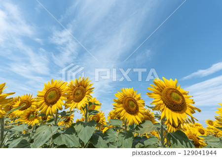 Sunflowers in full bloom. Sunflower fields in Yamamoto Town, Miyagi Prefecture (2025 Yamamoto Sunflower Festival). Yamamoto Town, Miyagi Prefecture. 129041944