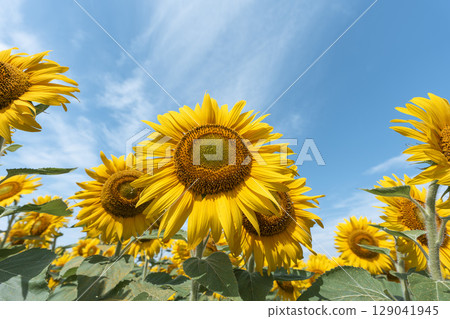 Sunflowers in full bloom. Sunflower fields in Yamamoto Town, Miyagi Prefecture (2025 Yamamoto Sunflower Festival). Yamamoto Town, Miyagi Prefecture. 129041945