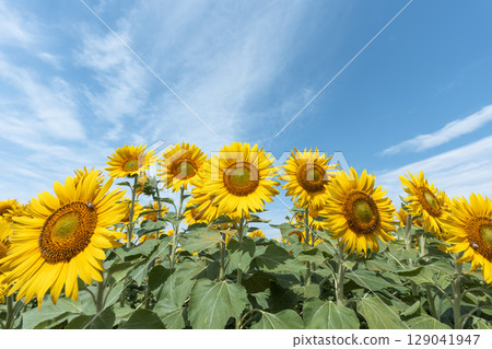 Sunflowers in full bloom. Sunflower fields in Yamamoto Town, Miyagi Prefecture (2025 Yamamoto Sunflower Festival). Yamamoto Town, Miyagi Prefecture. Sunflowers in full bloom. Sunflower fields in Yamamoto Town, Miyagi Prefecture (2025 Yamamoto Sunflower Festival). Yamamoto Town, Miyagi Prefecture. 129041947