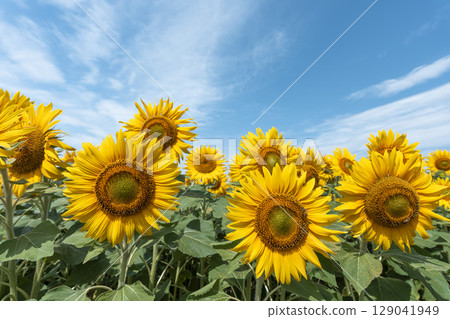 Sunflowers in full bloom. Sunflower fields in Yamamoto Town, Miyagi Prefecture (2025 Yamamoto Sunflower Festival). Yamamoto Town, Miyagi Prefecture. Sunflowers in full bloom. Sunflower fields in Yamamoto Town, Miyagi Prefecture (2025 Yamamoto Sunflower Festival). Yamamoto Town, Miyagi Prefecture. 129041949