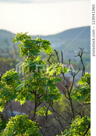 Young maple branches with fresh green leaves and budding seeds stand against a blurred background of hills and distant buildings Young maple branches with fresh green leaves and budding seeds stand against a blurred background of hills and distant buildings 129041960