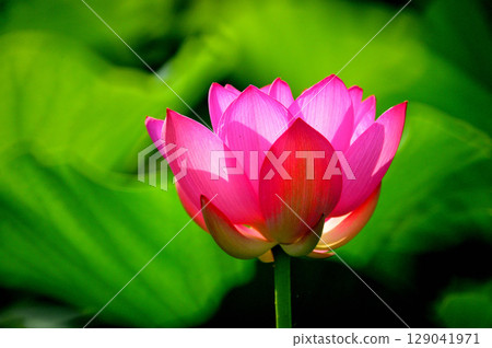 Beautiful pink lotus flower Beautiful pink lotus flower 129041971
