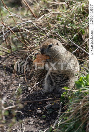Ground squirrel holding and nibbling a piece of bread in its tiny paws. Wildlife, animal behavior, environmental impact of human food on nature Ground squirrel holding and nibbling a piece of bread in its tiny paws. Wildlife, animal behavior, environmental impact of human food on nature 129041997