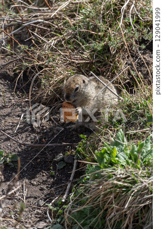 Ground squirrel holding and nibbling a piece of bread in its tiny paws. Wildlife, animal behavior, environmental impact of human food on nature 129041999