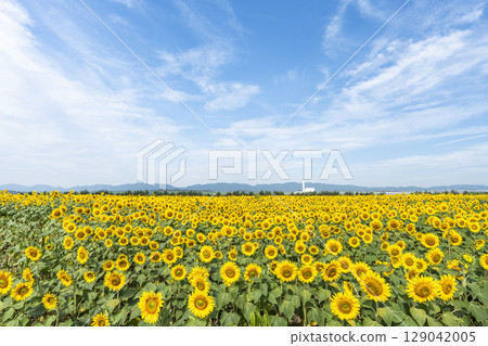 Sunflowers in full bloom. Sunflower fields in Yamamoto Town, Miyagi Prefecture (2025 Yamamoto Sunflower Festival). Yamamoto Town, Miyagi Prefecture. 129042005