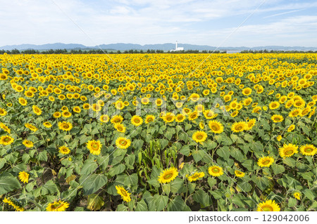 Sunflowers in full bloom. Sunflower fields in Yamamoto Town, Miyagi Prefecture (2025 Yamamoto Sunflower Festival). Yamamoto Town, Miyagi Prefecture. 129042006