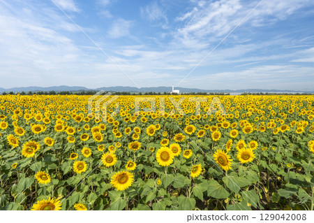 Sunflowers in full bloom. Sunflower fields in Yamamoto Town, Miyagi Prefecture (2025 Yamamoto Sunflower Festival). Yamamoto Town, Miyagi Prefecture. 129042008