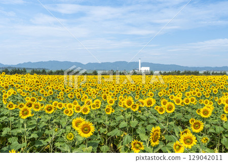 Sunflowers in full bloom. Sunflower fields in Yamamoto Town, Miyagi Prefecture (2025 Yamamoto Sunflower Festival). Yamamoto Town, Miyagi Prefecture. Sunflowers in full bloom. Sunflower fields in Yamamoto Town, Miyagi Prefecture (2025 Yamamoto Sunflower Festival). Yamamoto Town, Miyagi Prefecture. 129042011