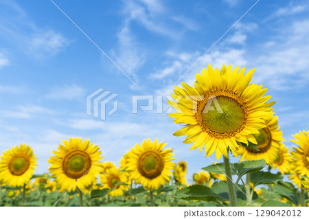 Sunflowers in full bloom. Sunflower fields in Yamamoto Town, Miyagi Prefecture (2025 Yamamoto Sunflower Festival). Yamamoto Town, Miyagi Prefecture. 129042012