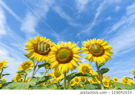 Sunflowers in full bloom. Sunflower fields in Yamamoto Town, Miyagi Prefecture (2025 Yamamoto Sunflower Festival). Yamamoto Town, Miyagi Prefecture. 129042014