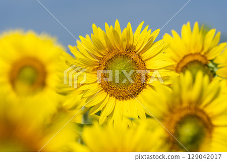Sunflowers in full bloom. Sunflower fields in Yamamoto Town, Miyagi Prefecture (2025 Yamamoto Sunflower Festival). Yamamoto Town, Miyagi Prefecture. Sunflowers in full bloom. Sunflower fields in Yamamoto Town, Miyagi Prefecture (2025 Yamamoto Sunflower Festival). Yamamoto Town, Miyagi Prefecture. 129042017