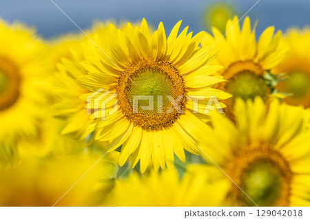 Sunflowers in full bloom. Sunflower fields in Yamamoto Town, Miyagi Prefecture (2025 Yamamoto Sunflower Festival). Yamamoto Town, Miyagi Prefecture. 129042018