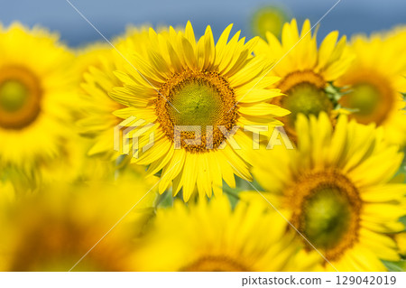 Sunflowers in full bloom. Sunflower fields in Yamamoto Town, Miyagi Prefecture (2025 Yamamoto Sunflower Festival). Yamamoto Town, Miyagi Prefecture. Sunflowers in full bloom. Sunflower fields in Yamamoto Town, Miyagi Prefecture (2025 Yamamoto Sunflower Festival). Yamamoto Town, Miyagi Prefecture. 129042019