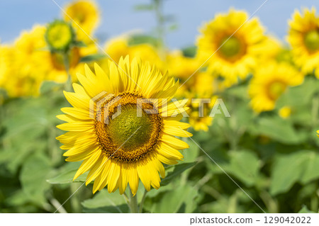 Sunflowers in full bloom. Sunflower fields in Yamamoto Town, Miyagi Prefecture (2025 Yamamoto Sunflower Festival). Yamamoto Town, Miyagi Prefecture. Sunflowers in full bloom. Sunflower fields in Yamamoto Town, Miyagi Prefecture (2025 Yamamoto Sunflower Festival). Yamamoto Town, Miyagi Prefecture. 129042022